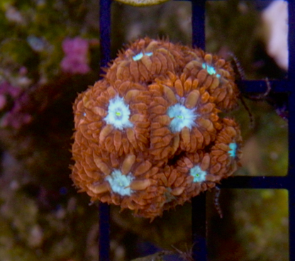 Ruby Ice Blastomussa merletti LPS Coral - Reef Gardener