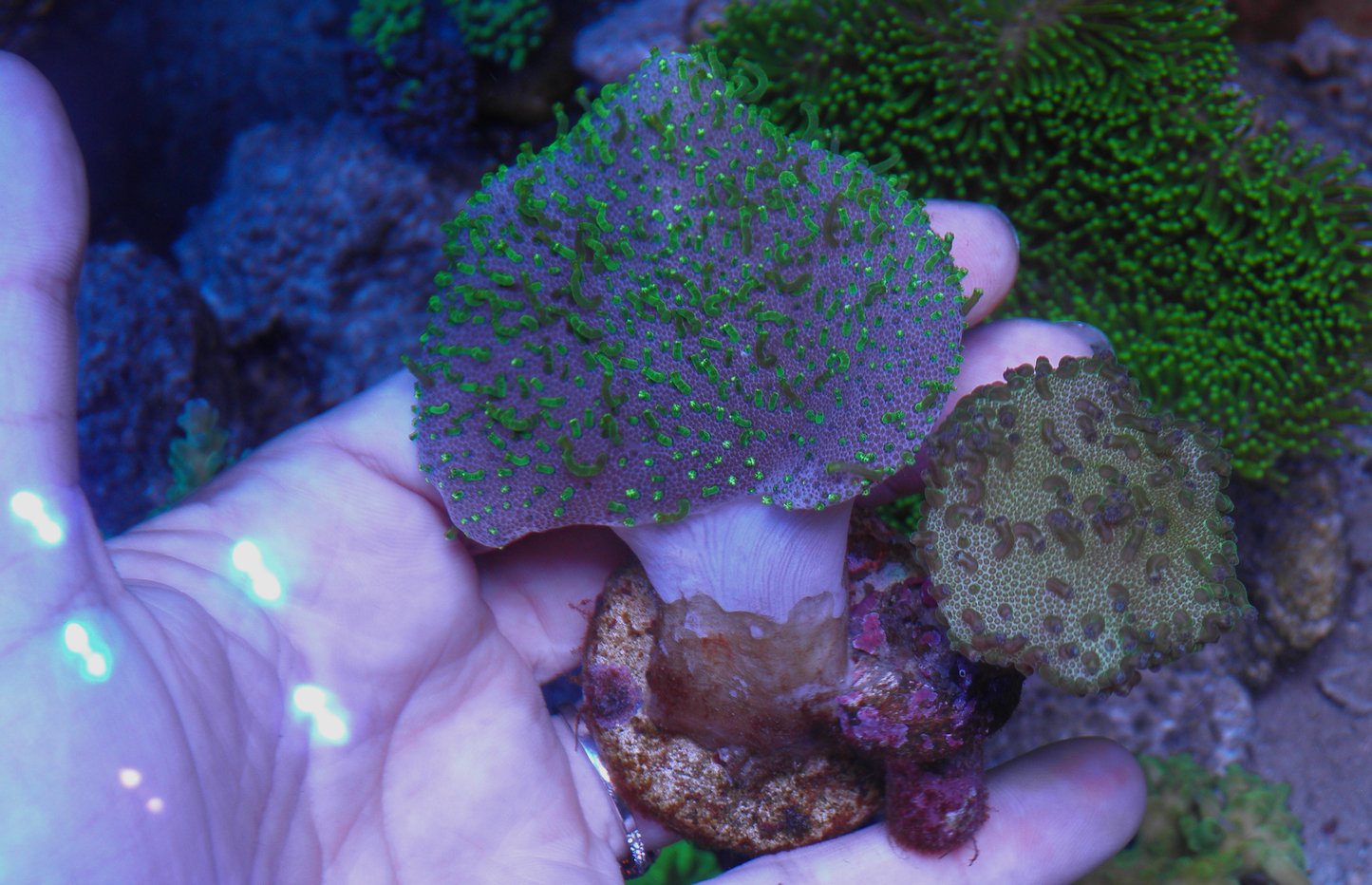 Aussie Green Polyp Crown Leather Combo Coral Aquarium 2