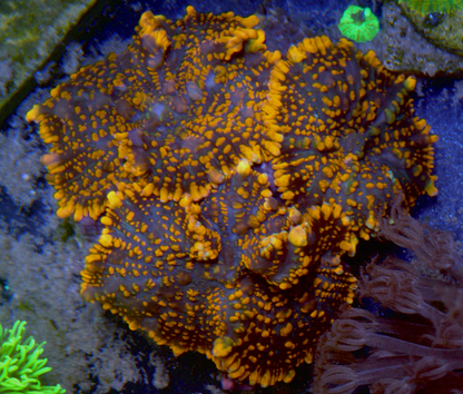 Lava Orange Bounce Rhodactis Mushroom Aquarium