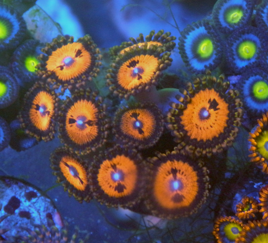 WWC Bloodsucker Zoanthids Coral