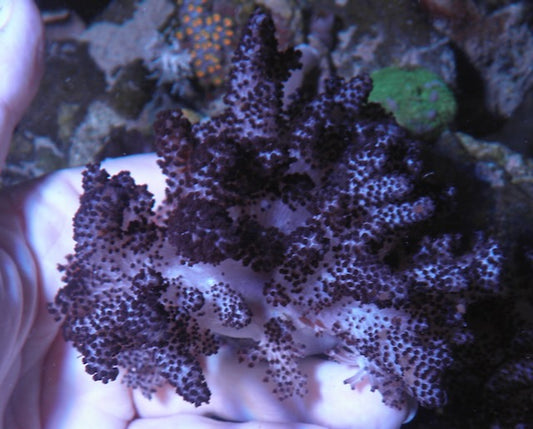Cookies and Cream Devil's Hand Leather Coral Reef Aquarium 2