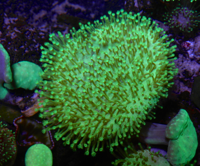 Lemon Lime Toadstool Sarcophyton Leather Coral 2 - Reef Gardener