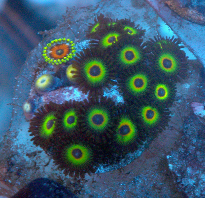 Bob Marley Reverse Rasta Watermelon Zoanthids Zoas 2