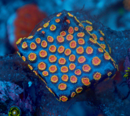 WWC Bizarro Cyphastrea LPS Coral Reef Aquarium Fish