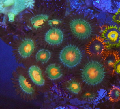 Gorilla Nipple Orange Reef Aquarium Coral