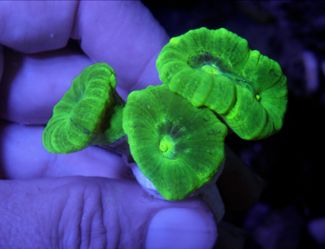 Kryptonite Trumpet LPS Coral Reef Aquarium 2