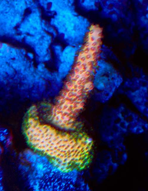 Procoral's Rainbow Red Acropora SPS Coral Reef 2