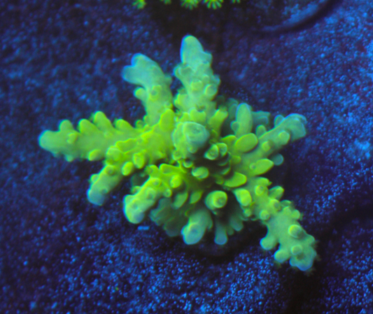 Highlighter Green Acropora SPS Coral Reef