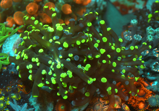 Violet Rose and Toxic Bicolor Frogspawn Coral Reef - Reef Gardener