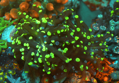 Violet Rose and Toxic Bicolor Frogspawn Coral Reef - Reef Gardener