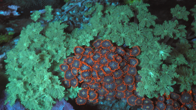 Fire & Ice Orange Zoanthids Zoa Coral Reef Aquarium Fish Tank - Reef Gardener