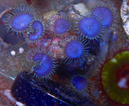 Blue Death Palythoa Zoas Zoanthid Coral Reef Aquarium 2