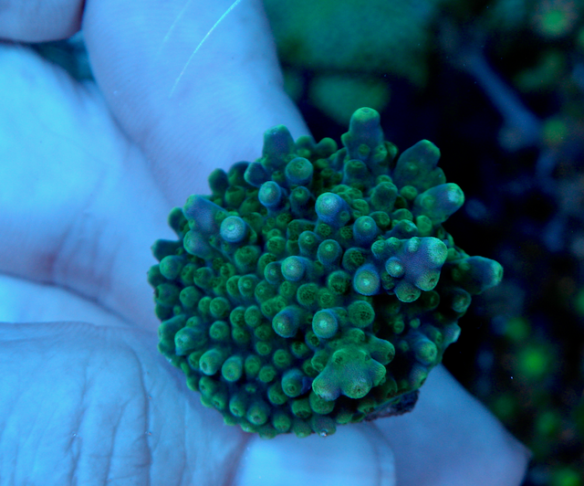 Larry Jackson Tricolor Acropora Beginner SPS Coral  2 - Reef Gardener