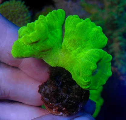Kryptonite Trumpet LPS Coral Reef Aquarium