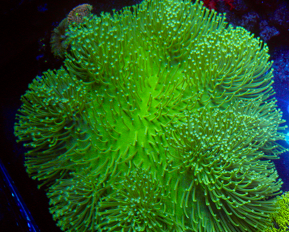 Ultra Toxic Leather Coral Saltwater Aquarium 2