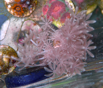 Pompom Xenia Soft Coral Reef Aquarium Zoanthids 2