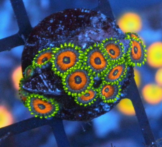 Watermelon Zoanthids Saltwater Coral Reef
