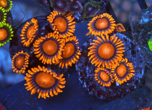 Bambam Orange Gatorade Zoanthids Coral Reef Aquarium