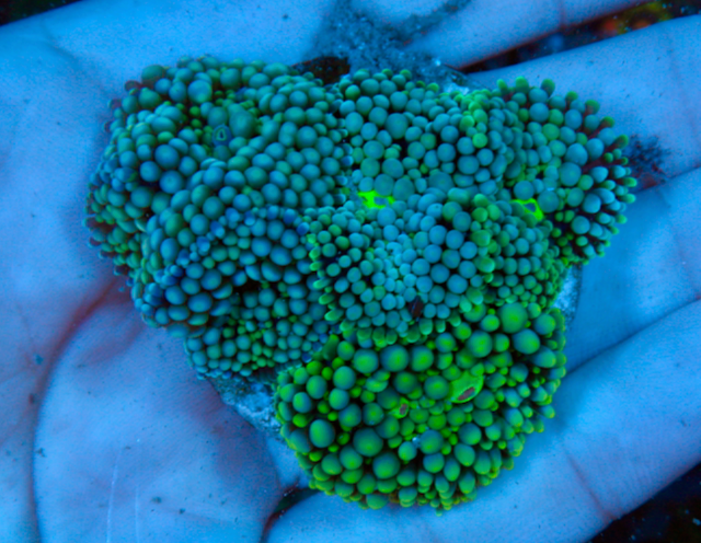 Sea Swirl Ricordea Trio Yuma Coral Reef - Reef Gardener