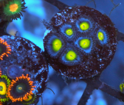 Blue AOI Zoanthids Reef Aquarium Coral Saltwater
