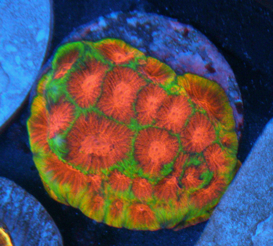 Ultra Christmas Favia Reef Aquarium LPS Brain