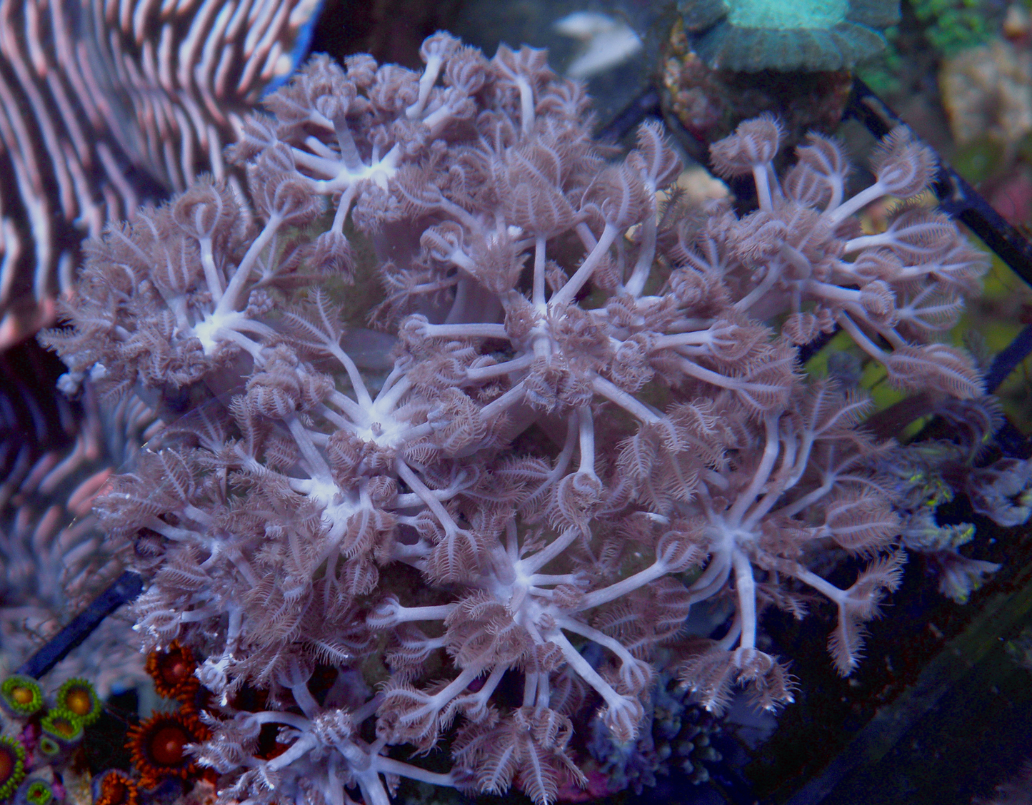 Pompom Xenia Soft Coral Reef Aquarium Zoanthids 2