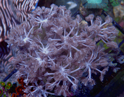 Pompom Xenia Soft Coral Reef Aquarium Zoanthids 2