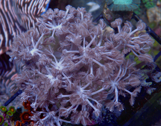 Big Pompom Xenia Soft Coral Reef Aquarium