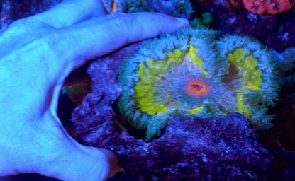 Huge Citron Yellow Green Rock Flower Anemone Coral Reef Aquarium