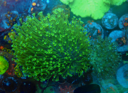 Aussie Green Polyp Crown Leather Combo Coral Aquarium 2