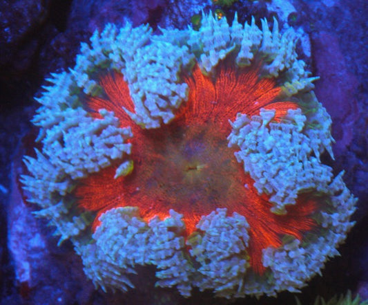 Red Ruby Fireball Flower Rock Anemone Build Your Own Pack Reef Aquarium
