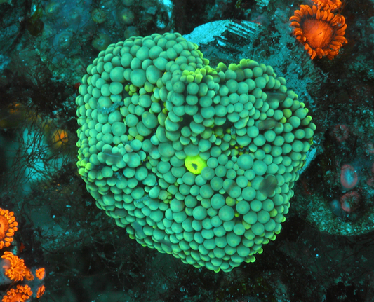 Turquoise Ricordea Mushroom - Reef Gardener