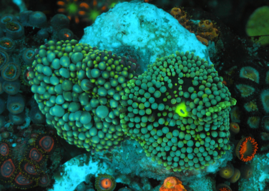 Caribbean Ricordea Yuma Coral - Reef Gardener