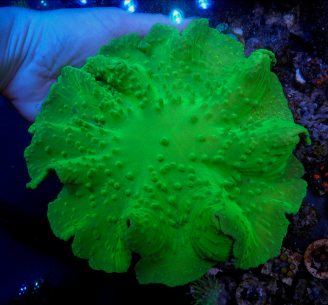 Radioactive Green Cabbage Leather Coral Reef Aquarium