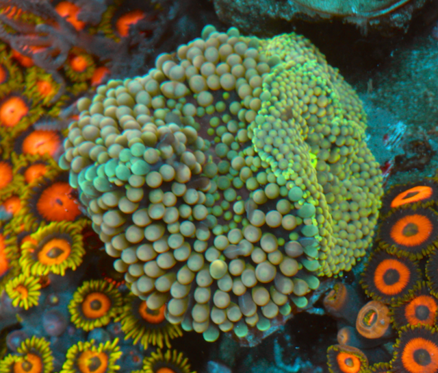 Peach Lime Ricordea Combo Coral Reef Tank
