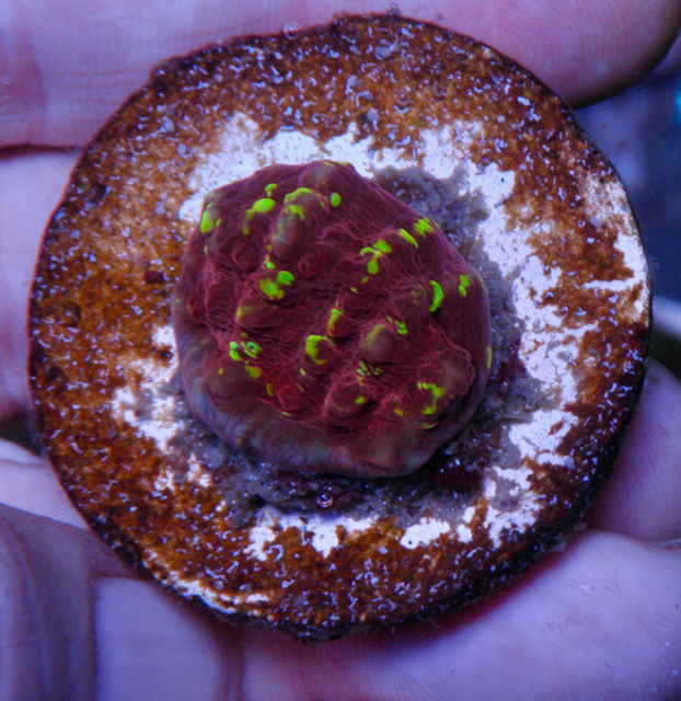 Cornbred Time Warp Red Gold Chalice Coral LPS Coral