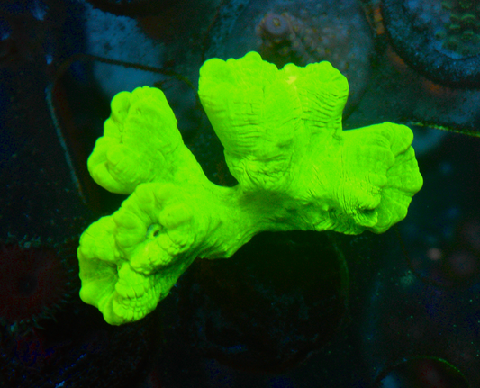 Kryptonite Trumpet LPS Coral Reef Aquarium