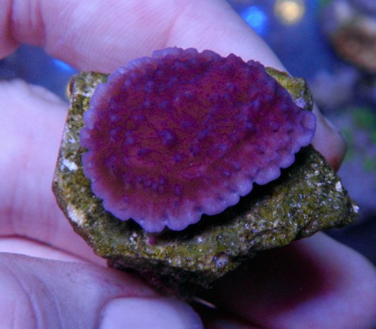 Purple Montipora Capriconis Coral Reef SPS 2