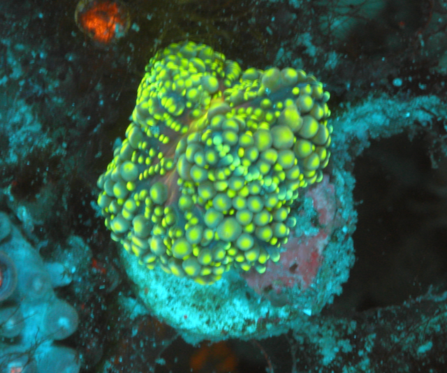 Apple Glow Ricordea Yuma Coral - Reef Gardener
