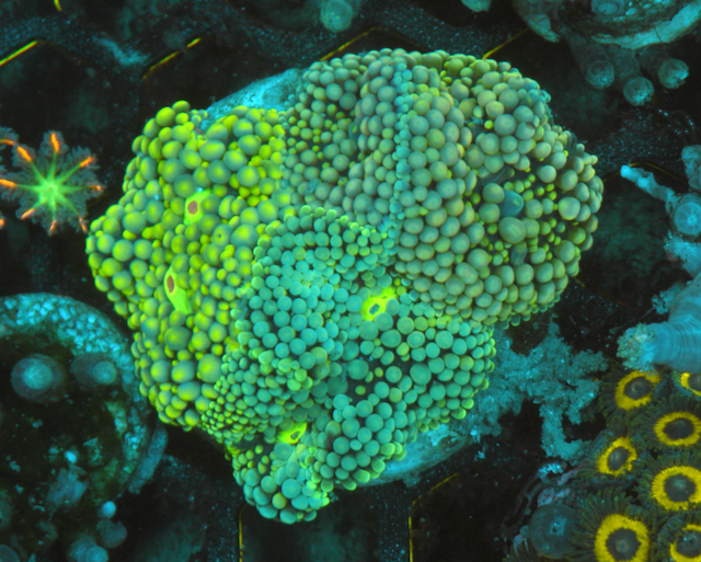 Sea Swirl Ricordea Trio Yuma Coral Reef - Reef Gardener