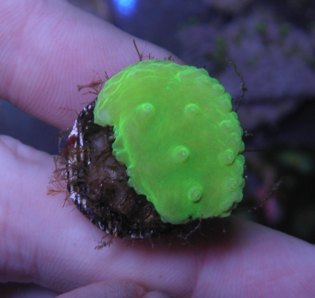 Radioactive Green Cabbage Leather Coral Reef Aquarium