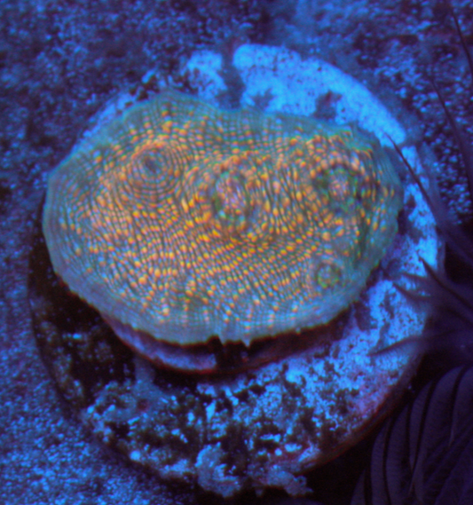 Peach Sky Chalice coral LPS echinophyllia