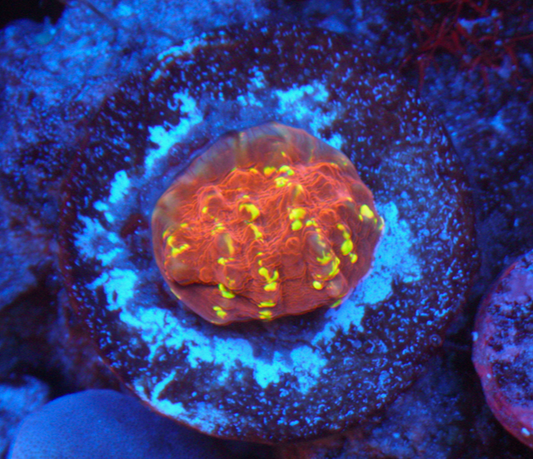 Cornbred Time Warp Red Gold Chalice Coral LPS Coral