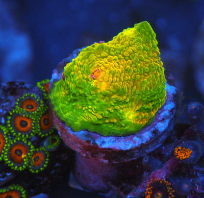 3G Mummy Eye Chalice Reef Aquarium Tank