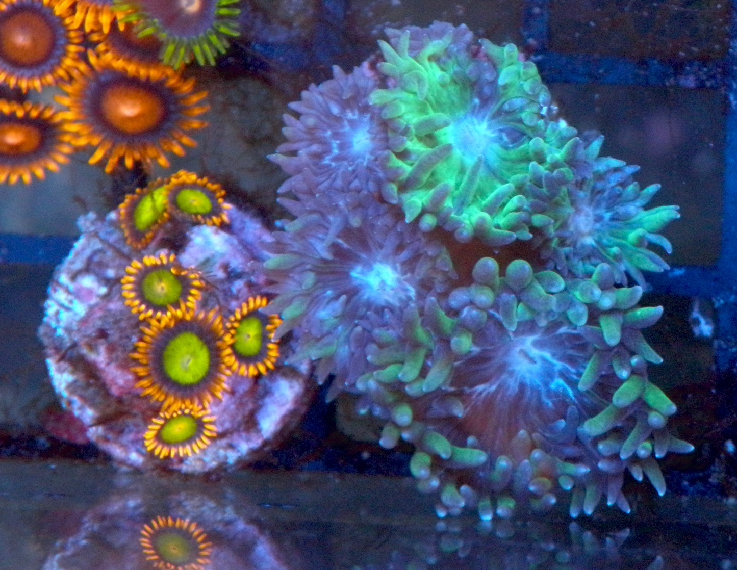 Emerald Green Duncan LPS Whisker Aquarium Coral