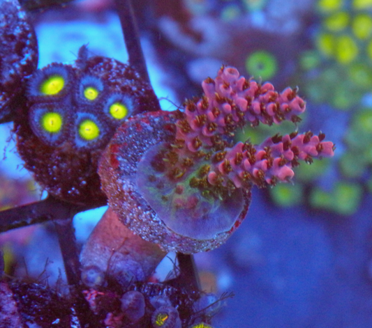 Mars Attacks Acropora Montipora SPS Coral Reef