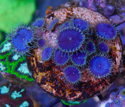 Blue Death Palythoa Zoas Zoanthid Coral Reef Aquarium