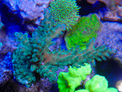 Blueberry Acropora Austera SPS Coral Reef Fish Tank