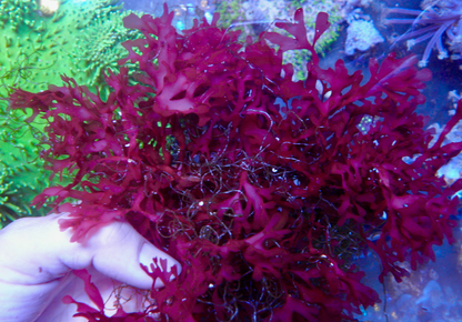 Red Ruby Dragon's Breath Macro Algae Sea Horse