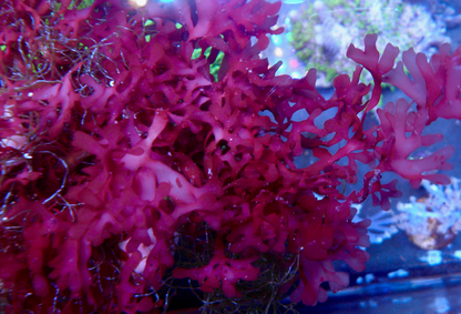 Red Ruby Dragon's Breath Macro Algae Sea Horse